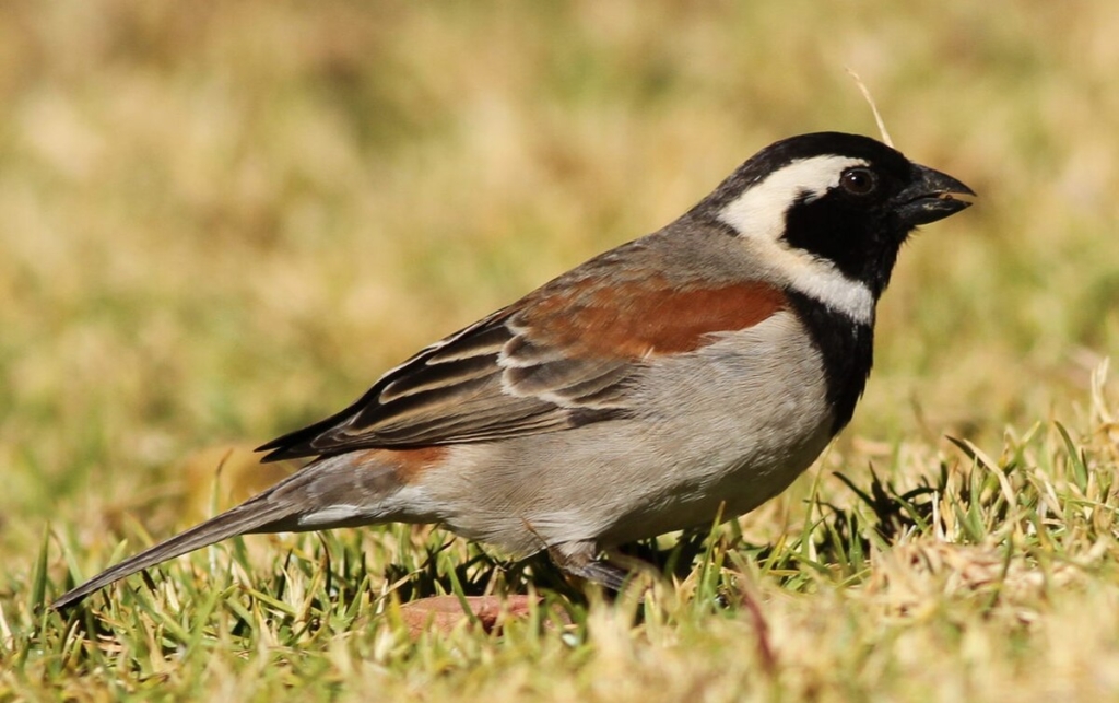 Cape_Sparrow,_Passer_melanurus_at_Walter_Sisulu_National_Botanical_Garden,_Johannesburg,_South_Africa_(14727921265)