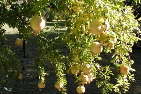 La récolte des citrons dans les Cinque Terre.