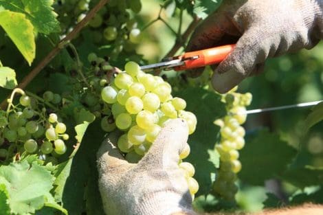Grape harvest in the Chianti