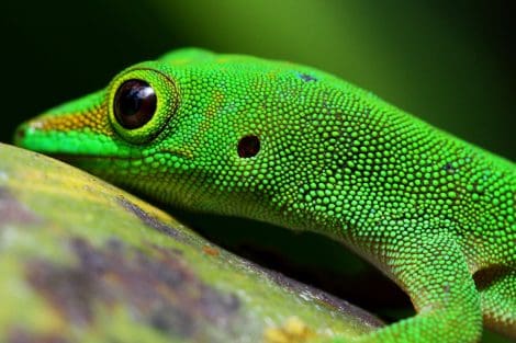 L’incroyable biodiversité de l’archipel seychellois