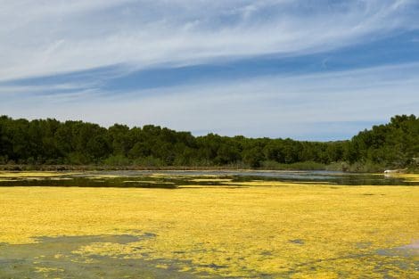 Minorque réserve de la biodiversité Minorque réserve de la biodiversité